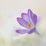 Crocuses